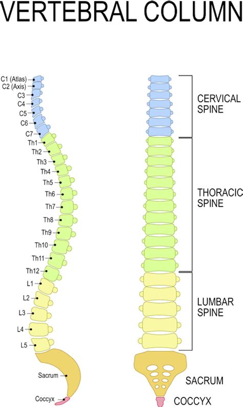 What’s a T7 vertebra and what happens when you injure it? 2 experts explain