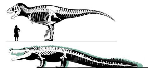 Deinosuchus Size