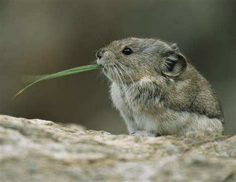 endangered animals in the philippine - Animals Time