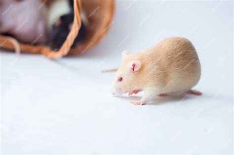 Premium Photo | Red rat with red eyes on a white background.