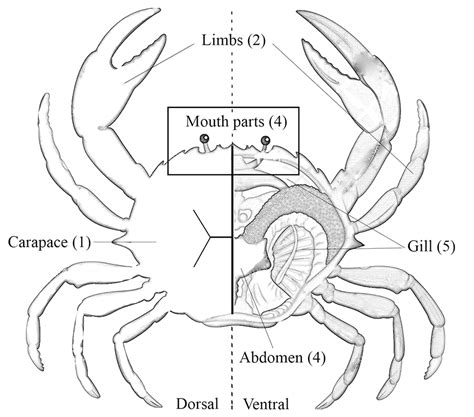 SciELO - Brasil - Species diversity and molecular taxonomy of symbiotic crustaceans on Portunus ...