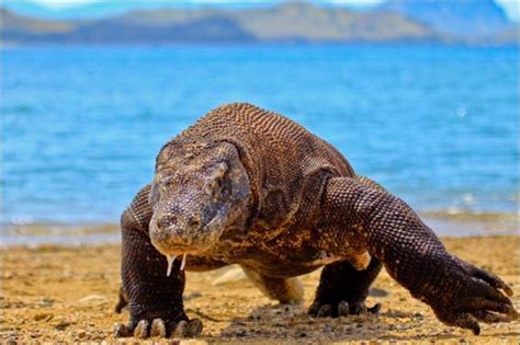 Komodo Dragon Blood Inspires Alternative Antibiotic - Science Connected Magazine