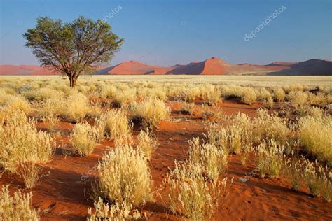 Desert landscape Stock Photo by ©EcoPic 5237445