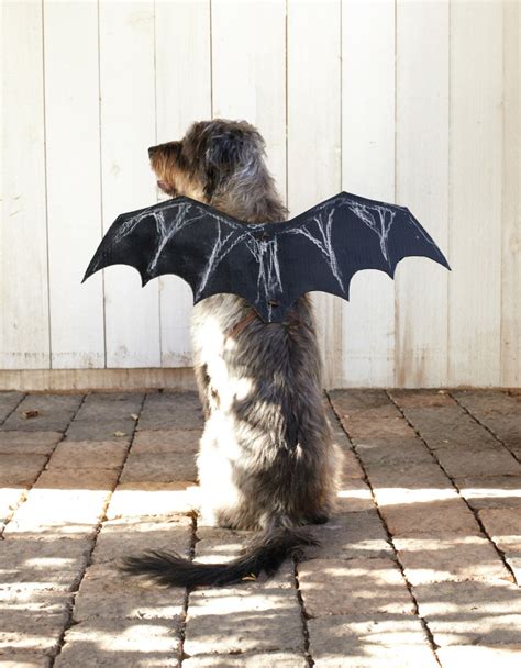 How to Make a DIY Bat Wings Costume for Dogs - Parade Pets