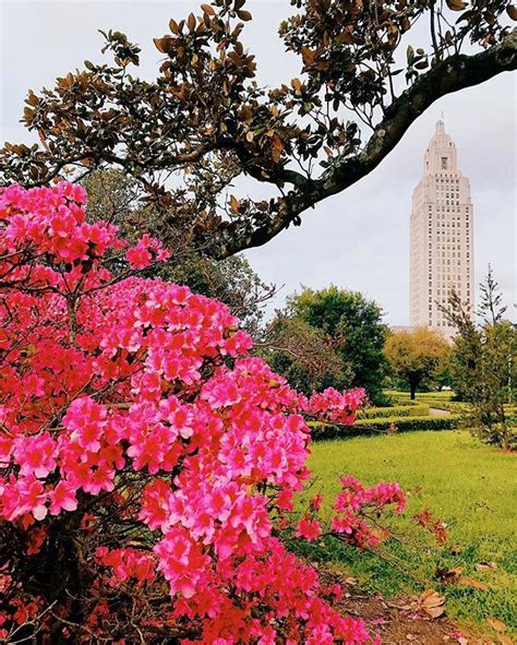 Love when the flowers bloom in front of the Louisiana State Capitol in Baton Rouge! | Louisiana ...