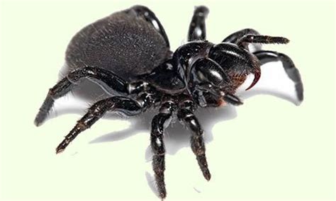 Mouse Spider No recorded deaths Found in both coastal and drier ...