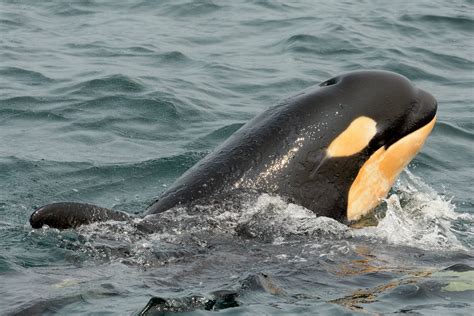 Why are so Few Babies Born in the Southern Resident Killer Whale Community? | Wild Orca