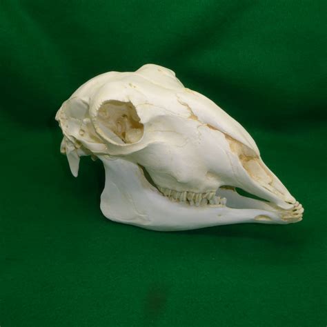 Domestic Sheep Skull Replica - SkeletonsAndSkullsSuperstore