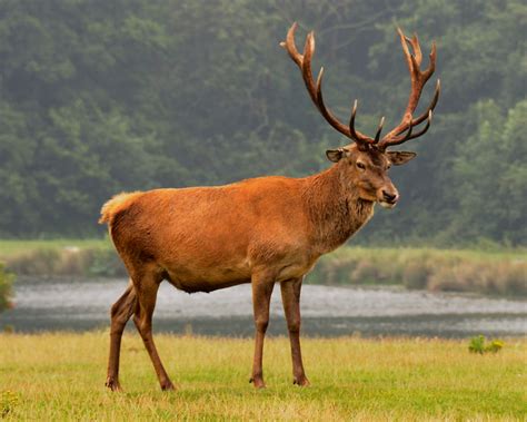 Red Deer - Facts, Diet, Habitat & Pictures on Animalia.bio | Red deer, Deer, Wildlife