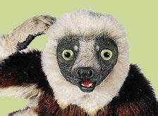 Zoboomafoo (lemur) | The Zoboomafoo Wiki | Fandom