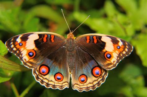 Amazon+Rainforest+Butterflies | Photograph The Rainforest Butterfly by Rusyadi Aulianur on 500px ...