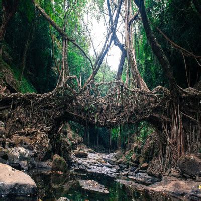 Living Root Bridges - History, Information, Built By, Architecture ...