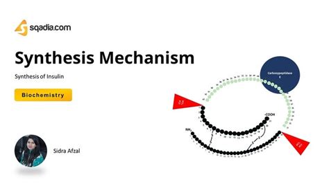 Synthesis of Insulin - Synthesis Mechanism