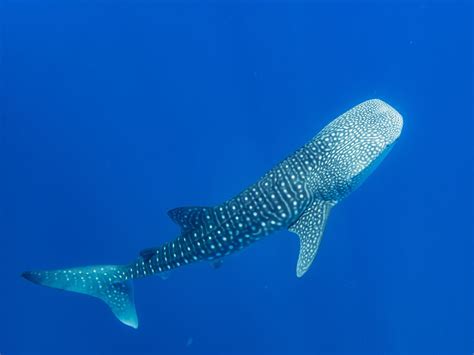 Snorkelling with and spotting whale sharks in the Maldives — Drift ...