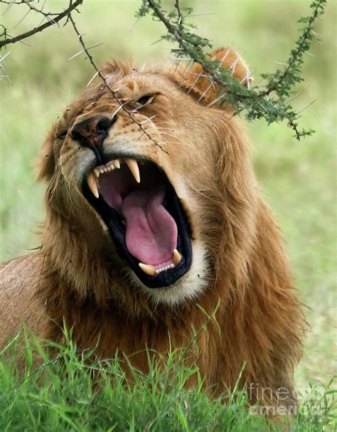 Roaring Male African Lion Photograph by Photostock-israel/science Photo Library