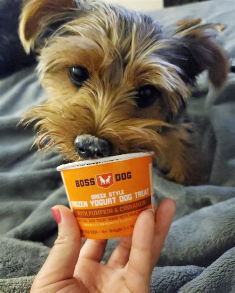 Boss Dog Brand | Frozen Yogurt Treat For Anytime of Year