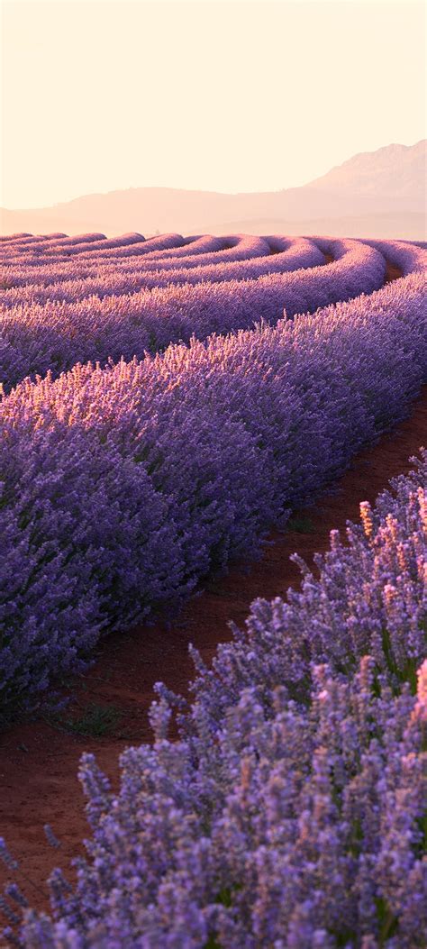 Lavender fields Wallpaper 4K, Lavender flowers, Sunrise