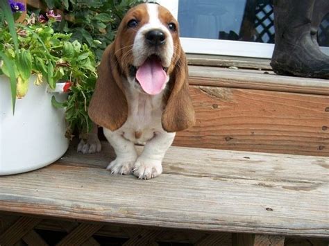 50 Most Popular Basset Hound Dog Names