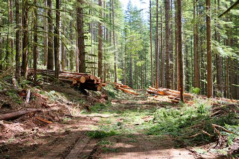 Sustained Yield Forestry – Association of O&C Counties