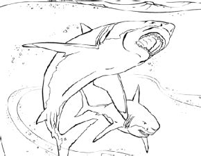 Download Leopard Shark coloring for free - Designlooter 2020 👨‍🎨