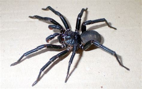 Australia has yet another large, scary spider