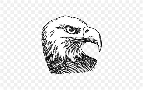 Bald Eagle Drawing Vector Graphics Illustration Image, PNG, 528x520px, Bald Eagle, Beak, Bird ...