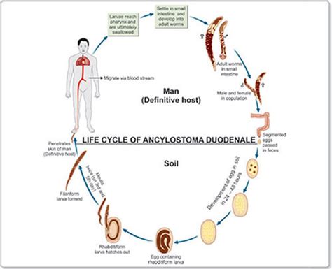 Hookworm Facts Life Cycle Picture Treatment