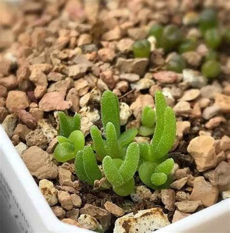 Propagating Succulents From Leaves & Stem Cuttings | UrbanOrganicYield.com