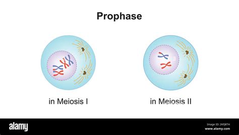 Telophase 1 Meiosis