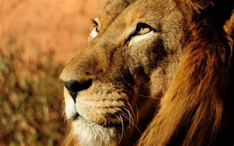 animals, Lion, Wildlife Wallpapers HD / Desktop and Mobile Backgrounds