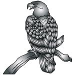 Bald eagle vector graphics | Free SVG