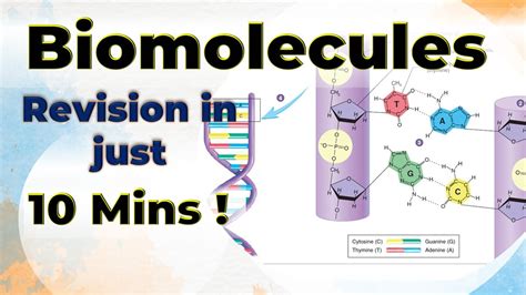 Biomolecules Complete Revision in 10 mins Chemistry Class 12 One shot video - YouTube