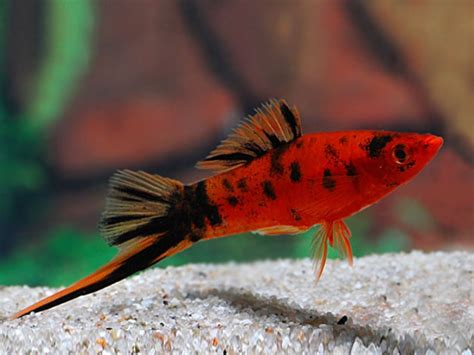 Red Calico Swordtail | Freshwater aquarium fish, Swordtail fish, Tropical freshwater fish