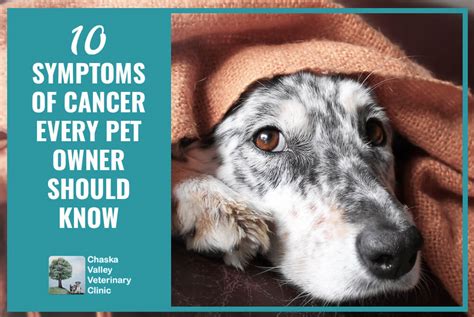 10 Symptoms of Cancer Every Pet Owner Should Know – Chaska Valley Veterinary Clinic