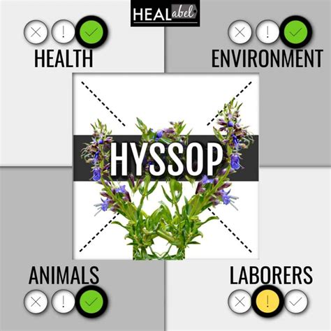 Hyssop Benefits + Side Effects