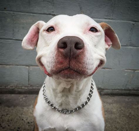 Stray Pit Bull Can't Stop Smiling Since Being Rescued by Loving Man