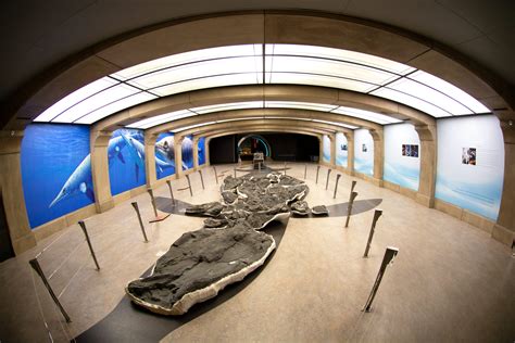 A discovery of colossal proportions: uncovering the ichthyosaur | Canadian Geographic