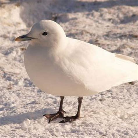 Is the Ivory Gull endangered? - DIY Seattle