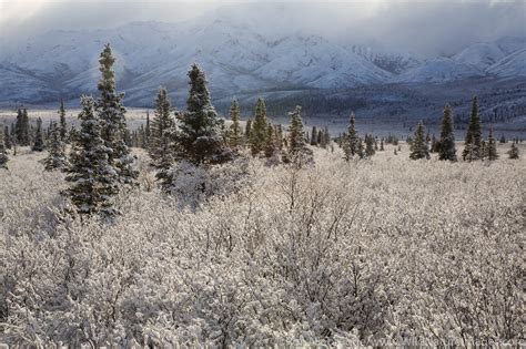 Denali National Park | Photos by Ron Niebrugge