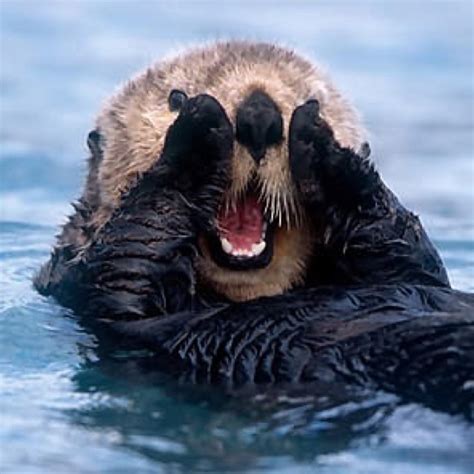 Rubbing air bubbles in the fur. (With images) | Sea otter, Animals ...