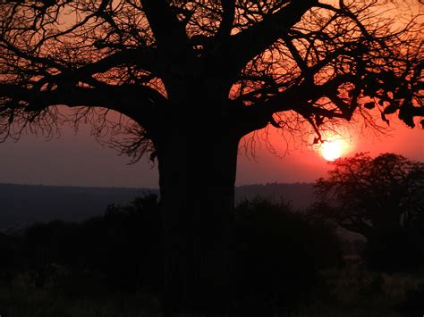 Baobab tree and Tarangire sunset. | Baobab tree, Sunset, Baobab