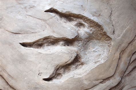 Dinosaur Footprint Fossil