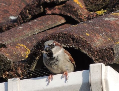 What to do with your Nesting Birds