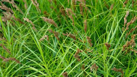 19 Sedge Varieties for Your Garden