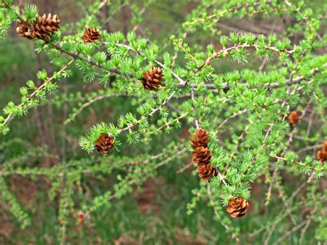 25 EUROPEAN LARCH TREE Pine Pinetree Evergreen Larix Decidua - Etsy