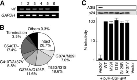 Preferential G-to-A mutation in HIV-1 provirus in vivo . (A) Mutation ...