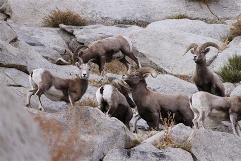 Physical Characteristics — Sierra Nevada Bighorn Sheep Foundation