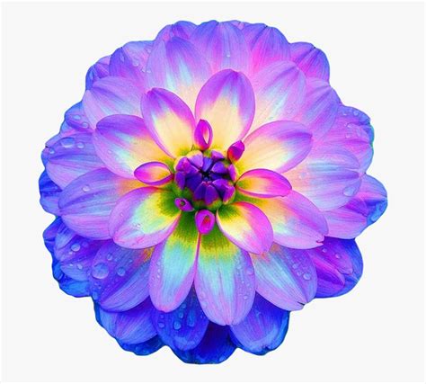 Clip Art Purple Dahlia Bouquets - Gorgeous Flowers , Free Transparent Clipart - ClipartKey