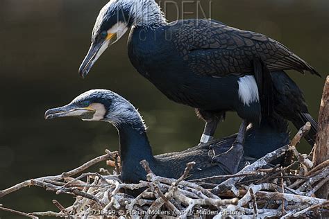 Minden Pictures stock photos - Wild Great cormorant (Phalacrocorax ...