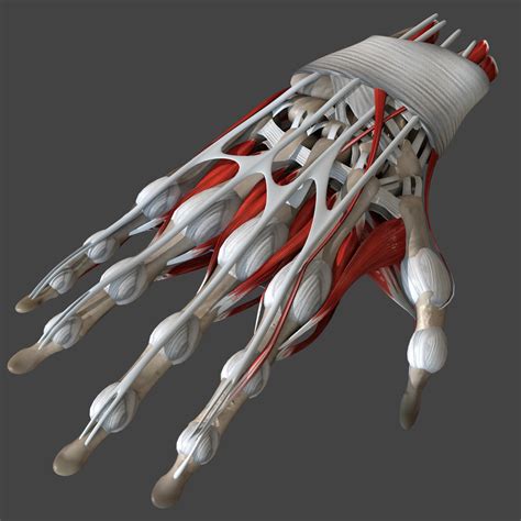 Human hand anatomy bones 3D model - TurboSquid 1520188